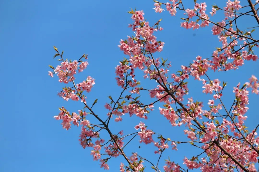 利来w66最给利赏花路线已加载完毕，一键开启朋友圈C位模式！