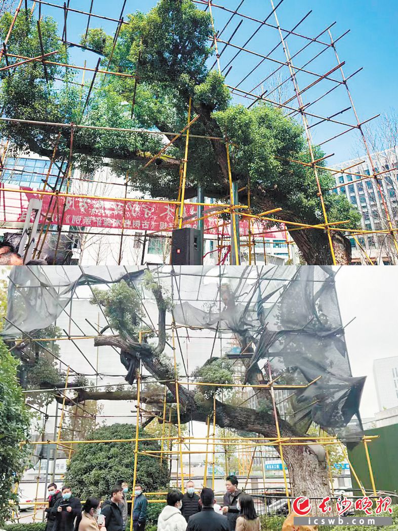 长沙公布4条“古树名木生态游”线路，探秘自然传奇